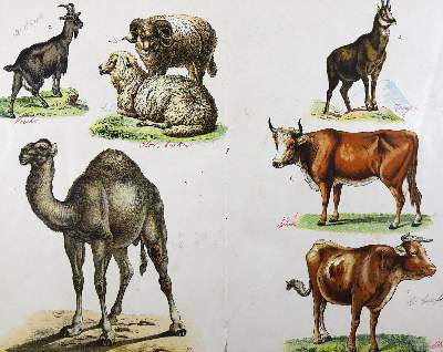 Bild Nr.9: 123-817 Walther,E.: (Kinder- und Jugendbücher)