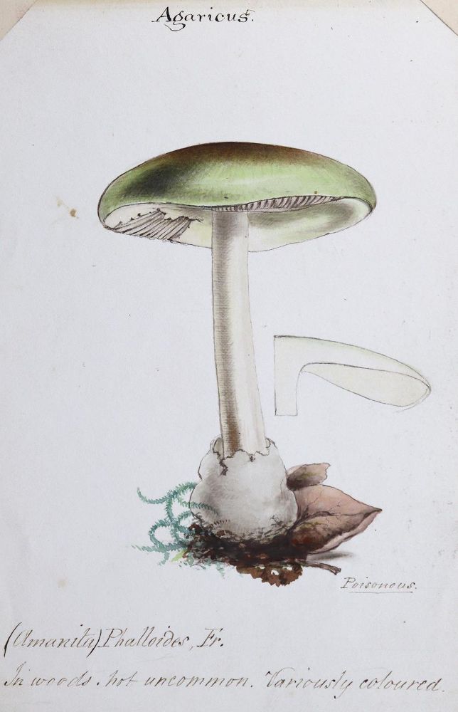Große Abbildung Nr.1: 124-1457 Album: (Botanik, Pilze)