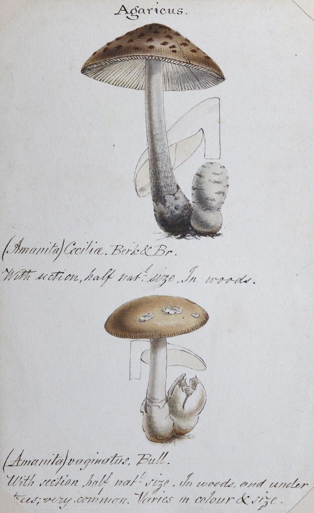 Große Abbildung Nr.2: 124-1457 Album: (Botanik, Pilze)