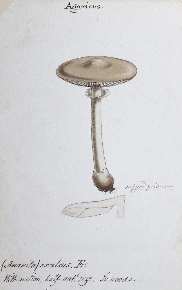 Große Abbildung Nr.3: 124-1457 Album: (Botanik, Pilze)