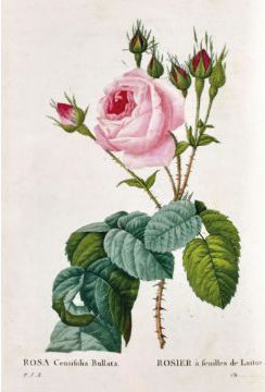 Große Abbildung Nr.1: 124-1460 Redoute,P.J.: (Botanik)