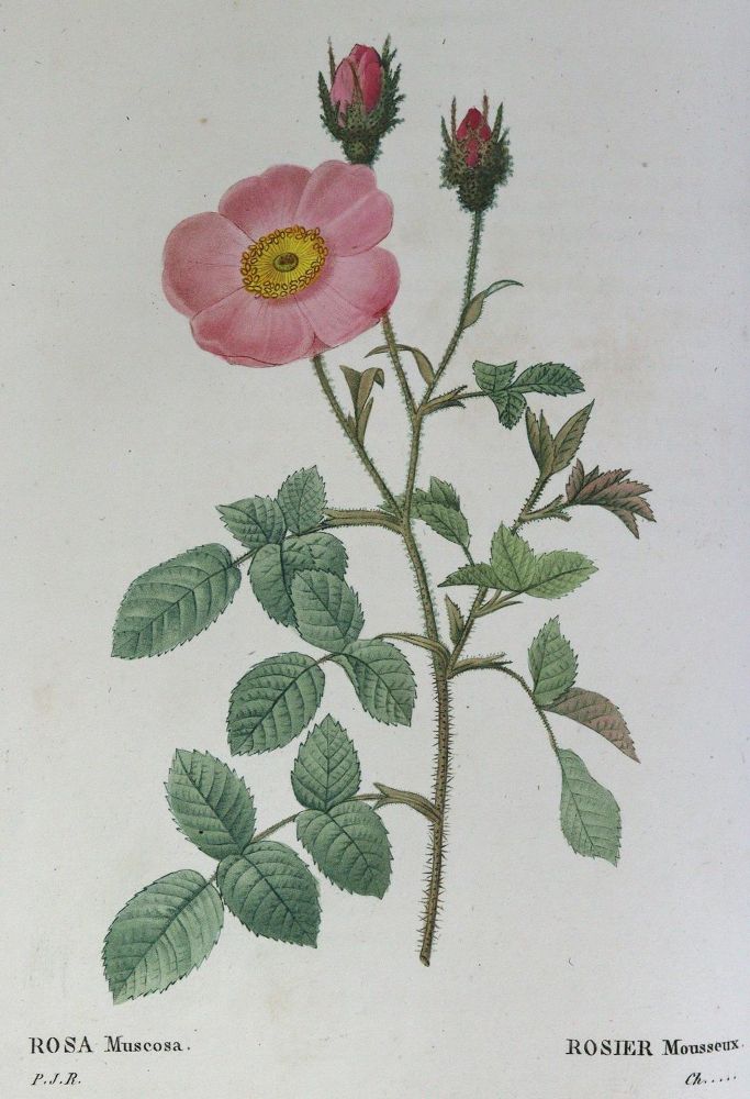 Große Abbildung Nr.7: 124-1460 Redoute,P.J.: (Botanik)