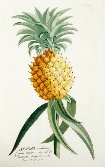 Große Abbildung Nr.1: 124-1464 Trew,Ch.J. (Botanik)