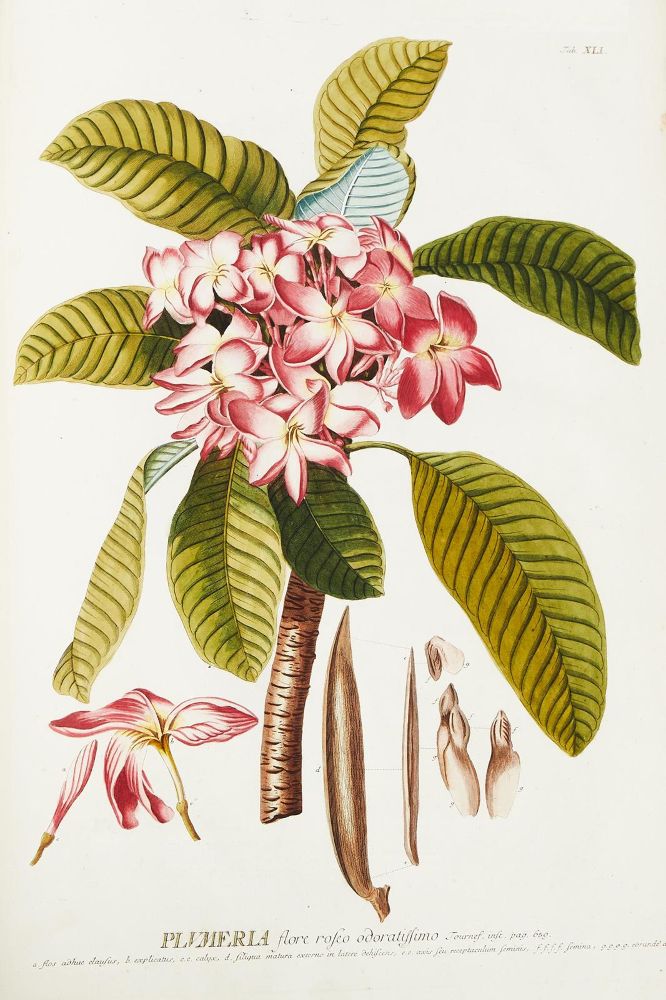 Große Abbildung Nr.10: 124-1464 Trew,Ch.J. (Botanik)