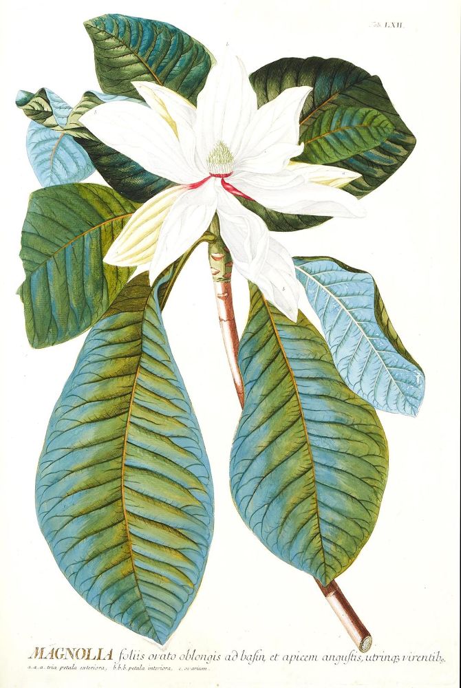 Große Abbildung Nr.2: 124-1464 Trew,Ch.J. (Botanik)