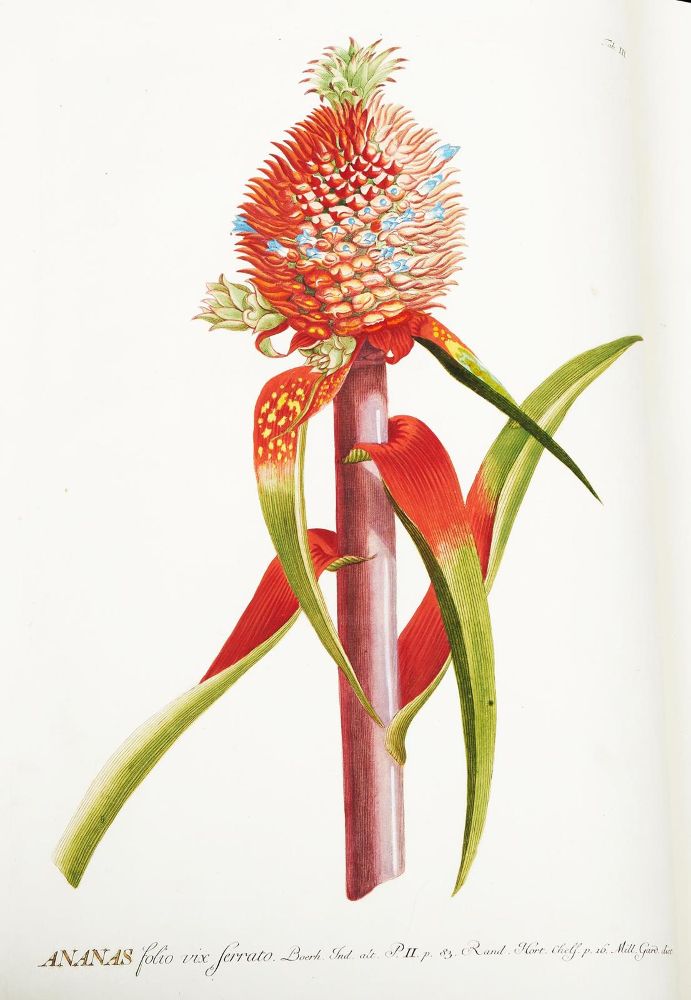 Große Abbildung Nr.4: 124-1464 Trew,Ch.J. (Botanik)