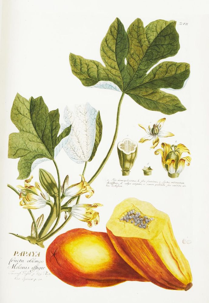 Große Abbildung Nr.5: 124-1464 Trew,Ch.J. (Botanik)