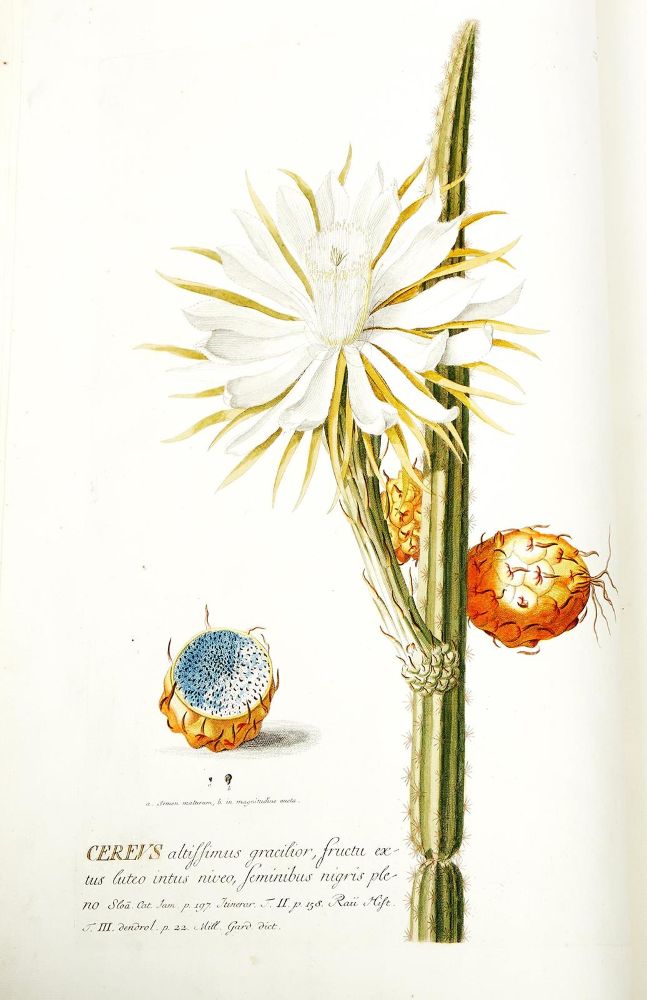 Große Abbildung Nr.6: 124-1464 Trew,Ch.J. (Botanik)