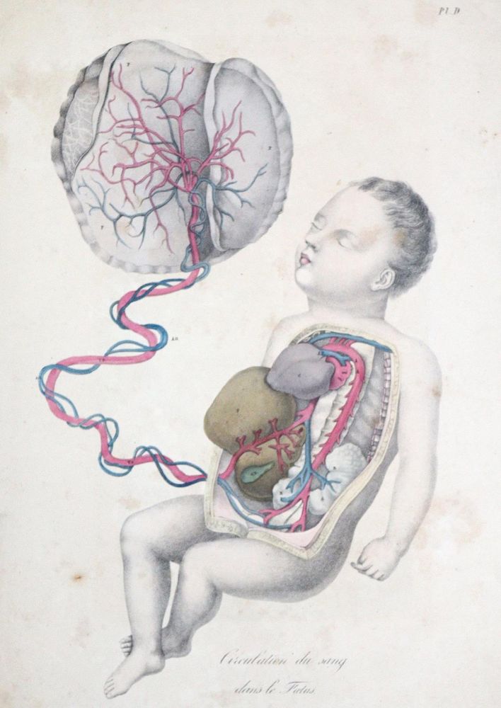 Große Abbildung Nr.1: 124-1476 Comte,A.J.: (Medizin)