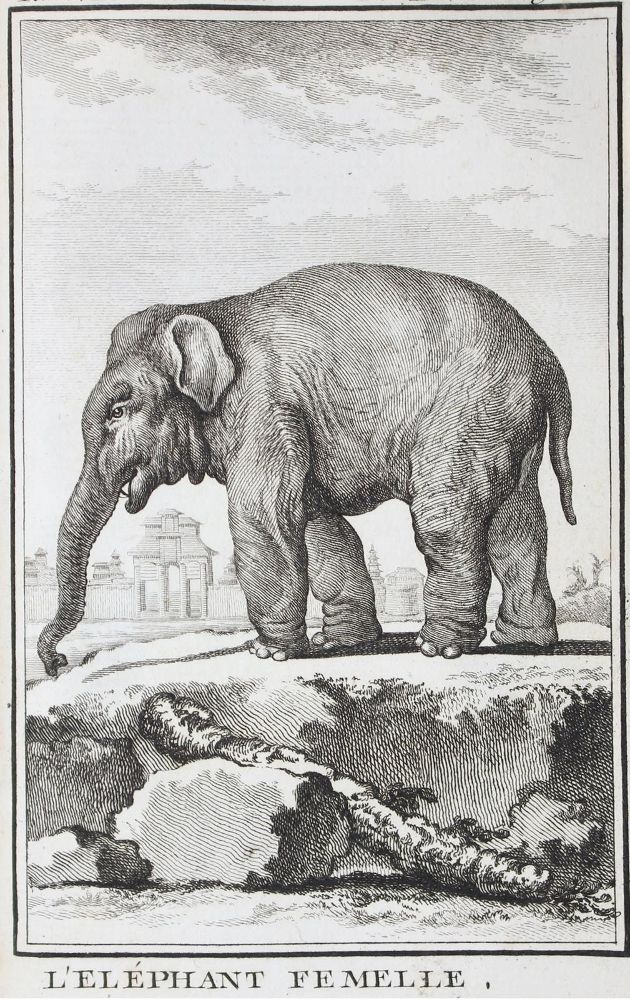 Große Abbildung Nr.1: 124-1512 Buffon,G.L.L.: (Zoologie)
