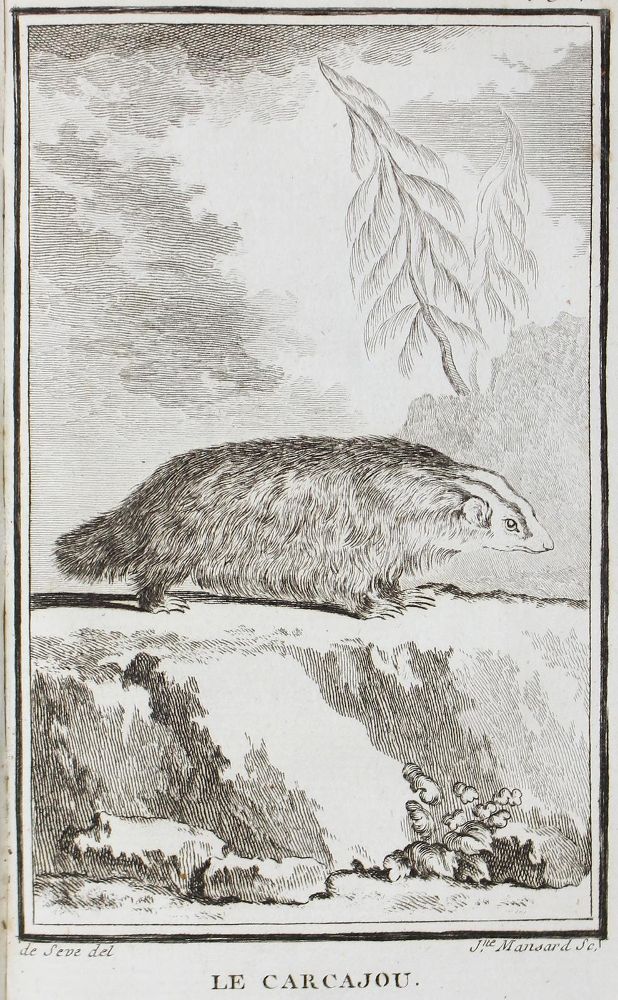 Große Abbildung Nr.3: 124-1512 Buffon,G.L.L.: (Zoologie)