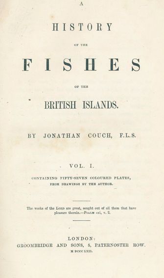 Große Abbildung Nr.1: 124-1515 Couch,J.A.: (Zoologie, Fische)