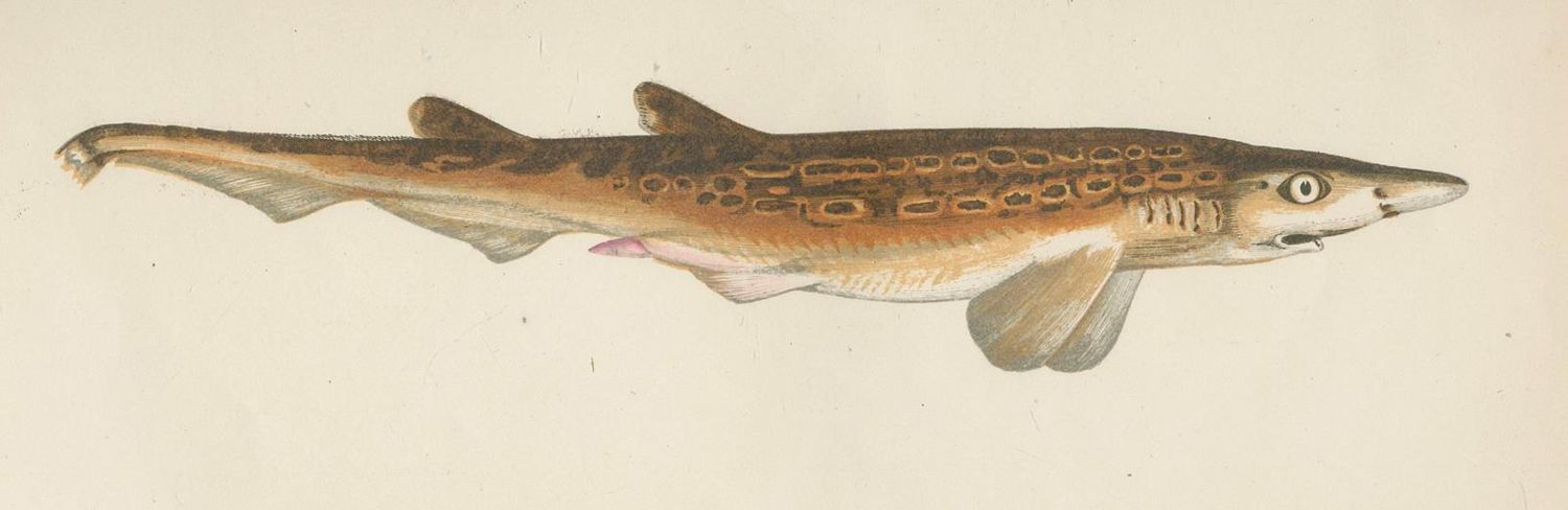 Große Abbildung Nr.2: 124-1515 Couch,J.A.: (Zoologie, Fische)