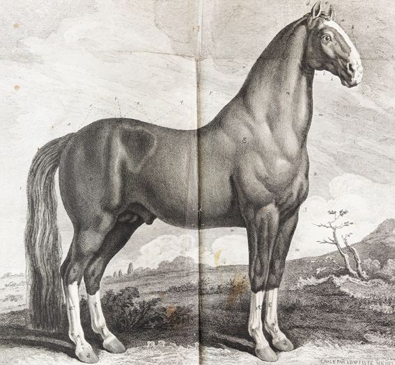 Große Abbildung Nr.1: 124-1519 Lafosse,(P.-E.).: (Zoologie, Pferde)