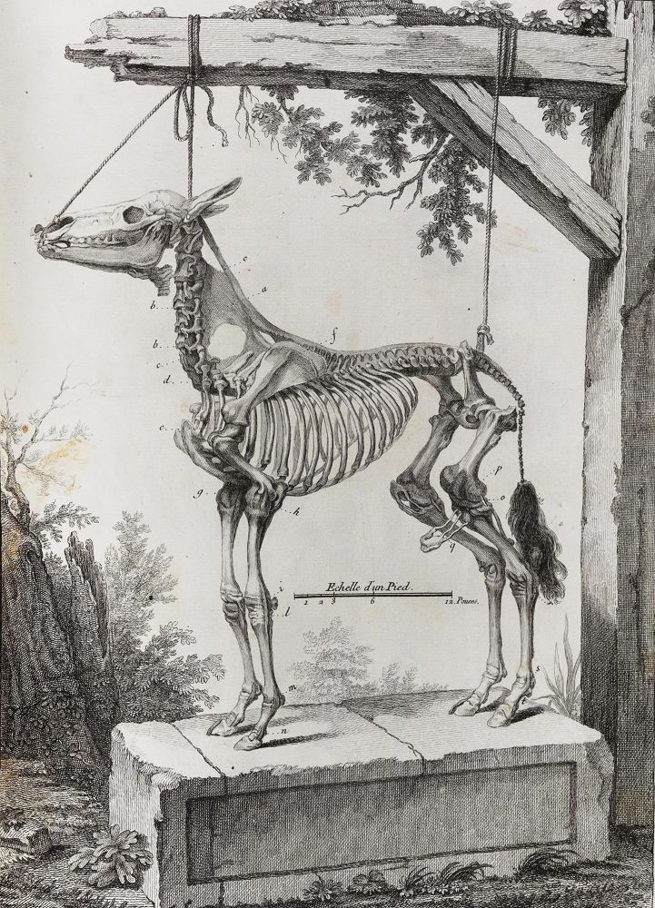 Große Abbildung Nr.2: 124-1519 Lafosse,(P.-E.).: (Zoologie, Pferde)