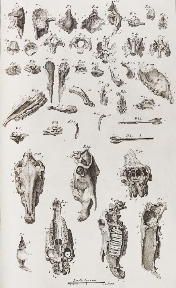Große Abbildung Nr.3: 124-1519 Lafosse,(P.-E.).: (Zoologie, Pferde)
