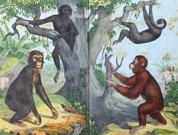 Große Abbildung Nr.1: 124-1523 Schubert,G.H.v.: (Zoologie)