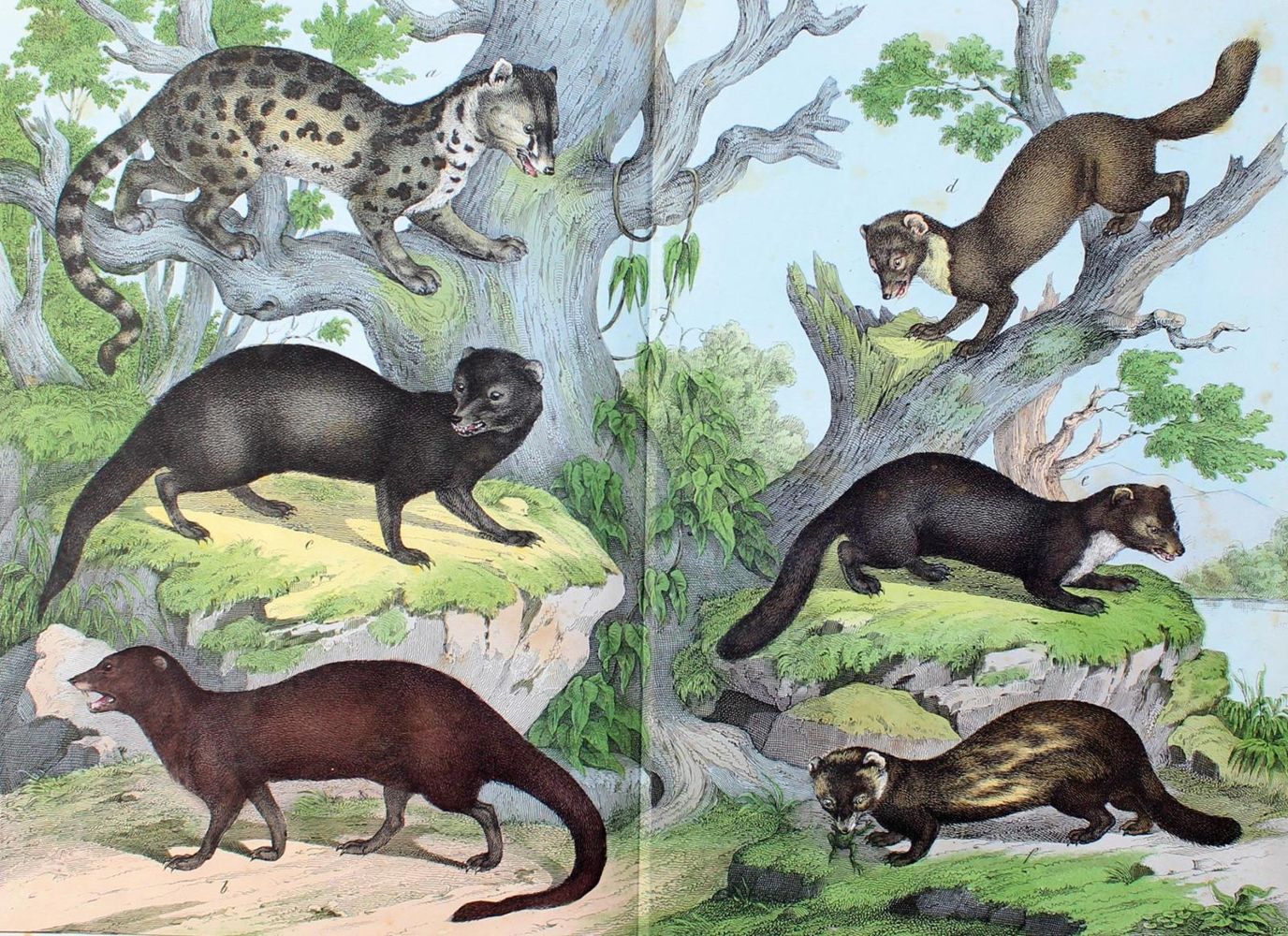Große Abbildung Nr.2: 124-1523 Schubert,G.H.v.: (Zoologie)
