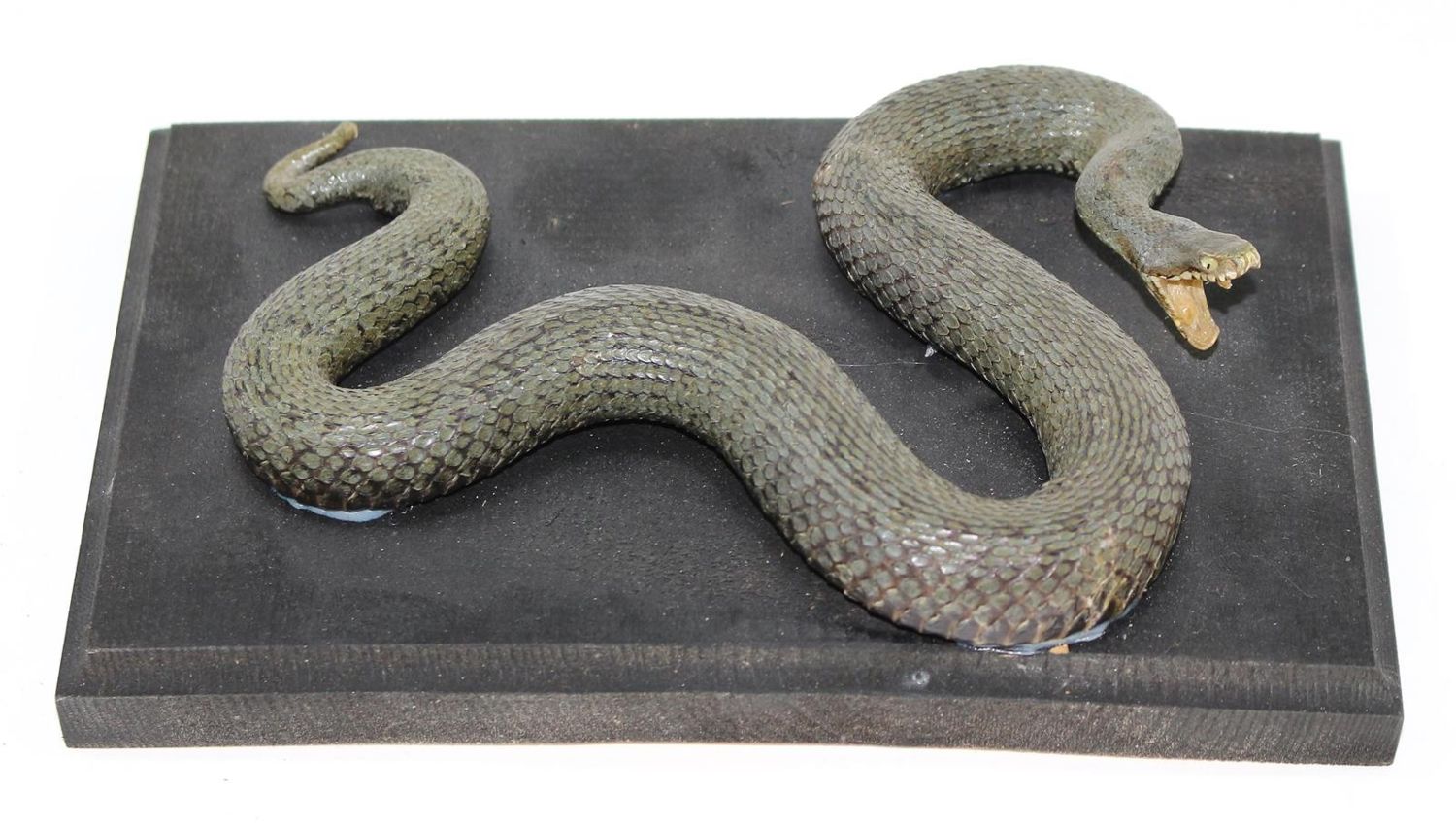 Große Abbildung Nr.1: 124-1526 Aspisviper (Vipera Aspis).: (Zoologie, Taxidermie)