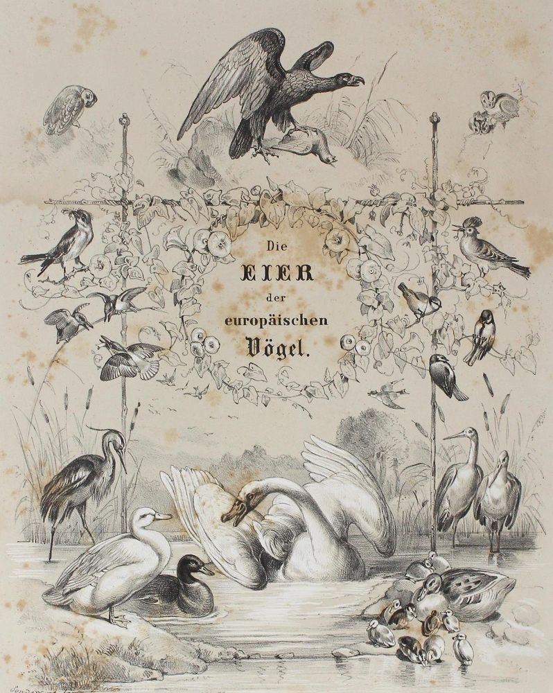 Große Abbildung Nr.1: 124-1532 Baedeker,F.W.J.: (Zoologie, Vögel)