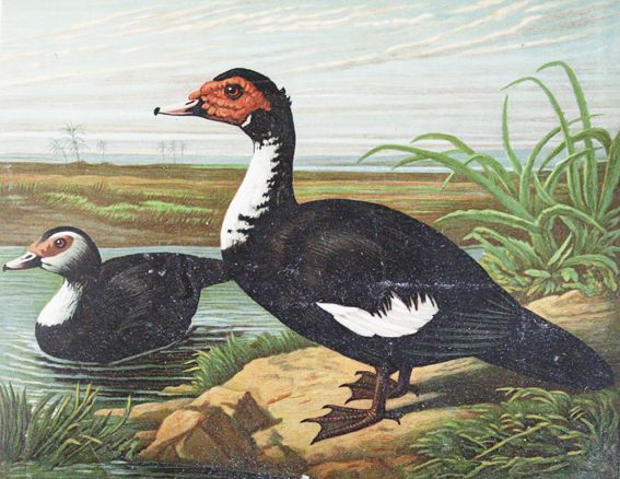 Große Abbildung Nr.1: 124-1533 Maar,A.: (Zoologie, Vögel, Enten)