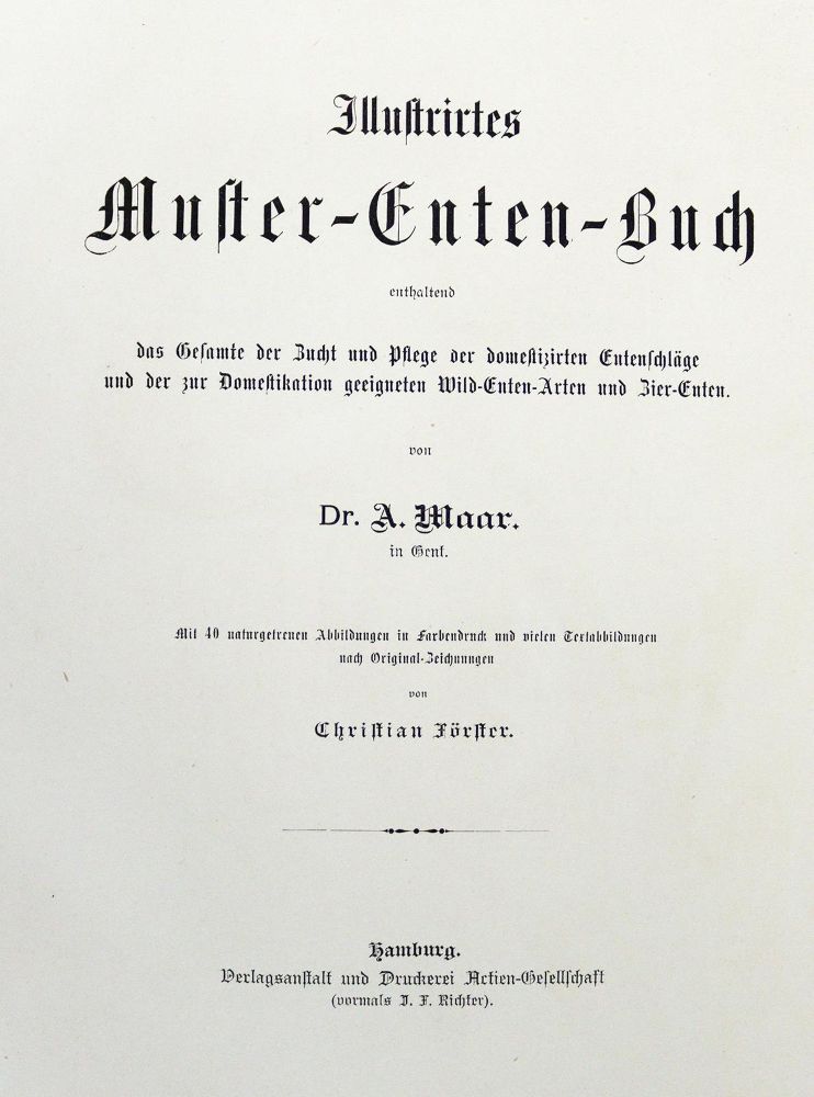 Große Abbildung Nr.3: 124-1533 Maar,A.: (Zoologie, Vögel, Enten)