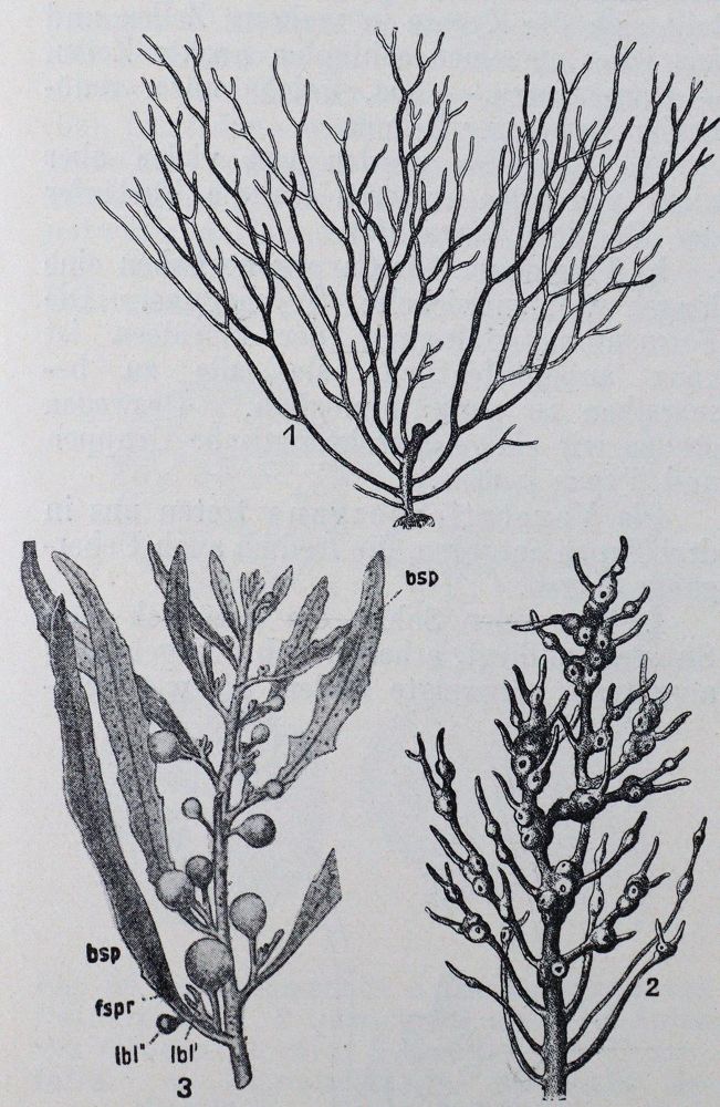 Große Abbildung Nr.3: 124-1549 Brodie,B.C.: (Verschiedene Gebiete - Varia, Chemie)