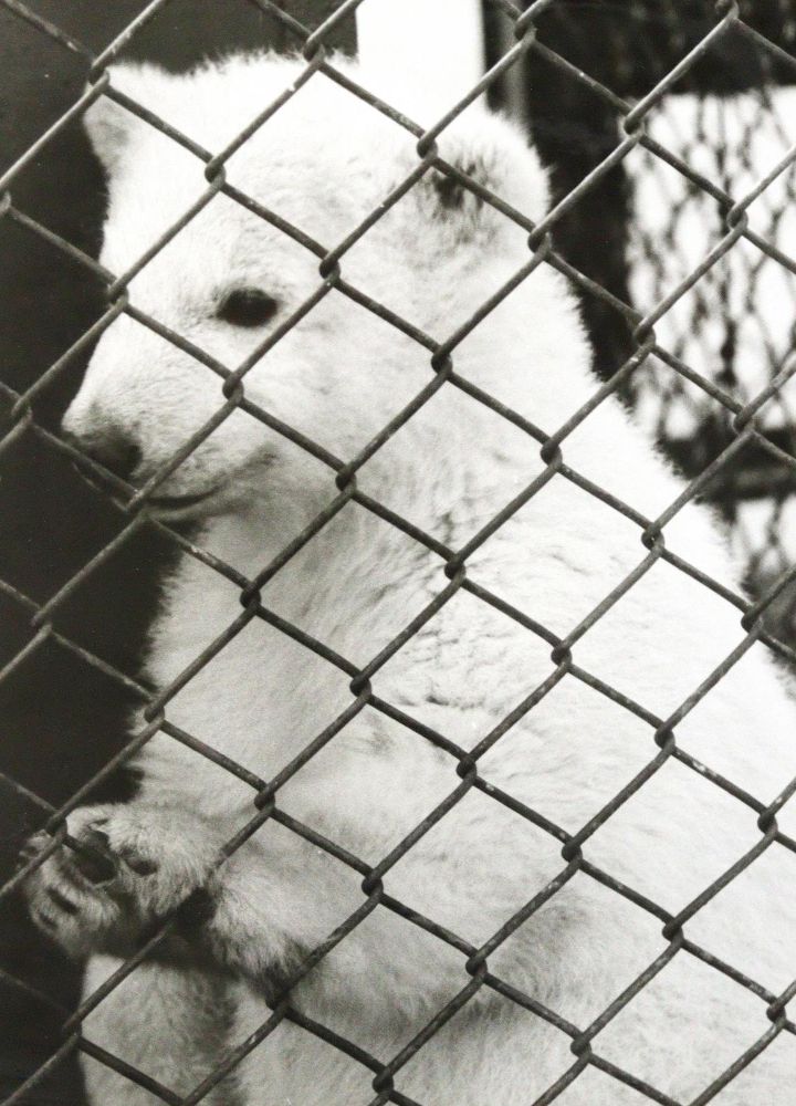 Große Abbildung Nr.3: 124-2407 Konvolut: (Photographie)