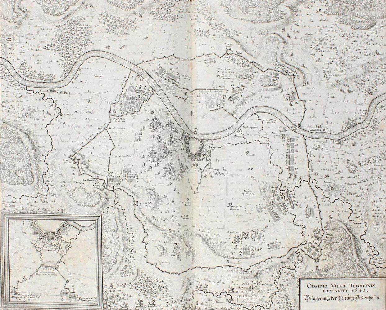 Große Abbildung Nr.5: 124-241 Merian,M.: (Merian, z005)