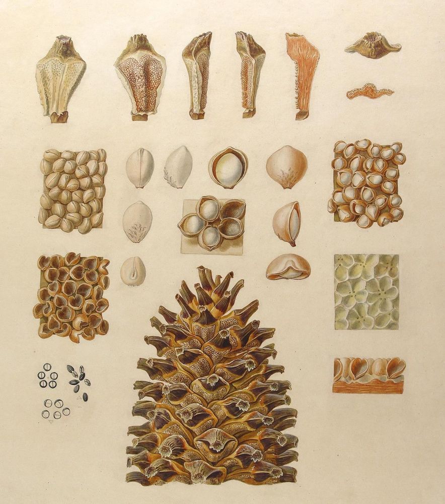 Große Abbildung Nr.2: 124-2447 Exotische Pflanze u. Zapfen.: (Varia, Botanik)