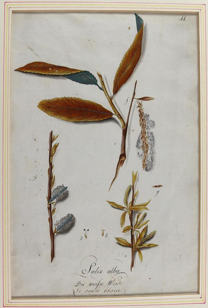 Große Abbildung Nr.11: 124-2452 Sammlung: (Varia, Botanik)