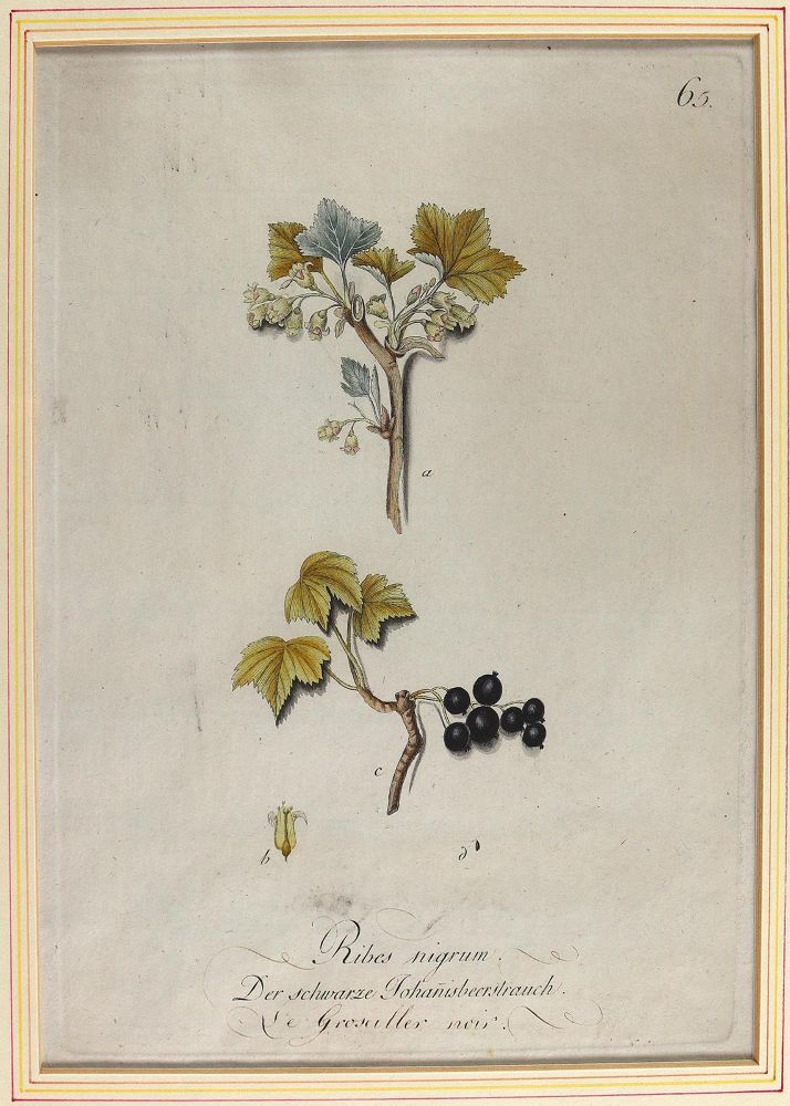 Große Abbildung Nr.3: 124-2452 Sammlung: (Varia, Botanik)