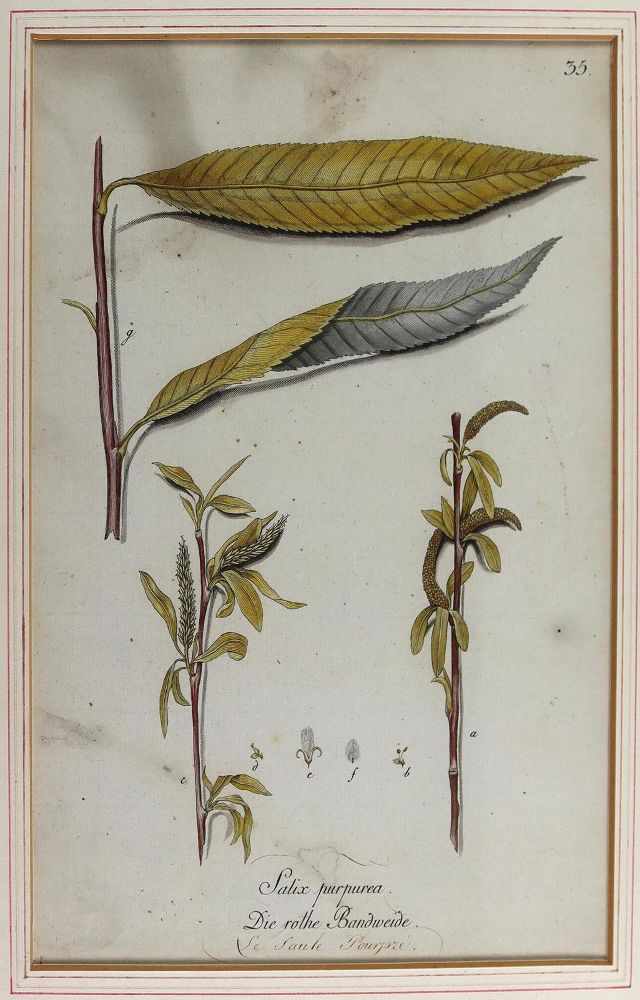 Große Abbildung Nr.5: 124-2452 Sammlung: (Varia, Botanik)
