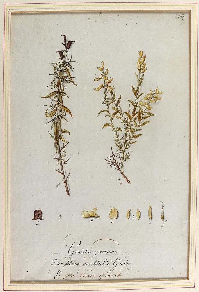Große Abbildung Nr.7: 124-2452 Sammlung: (Varia, Botanik)