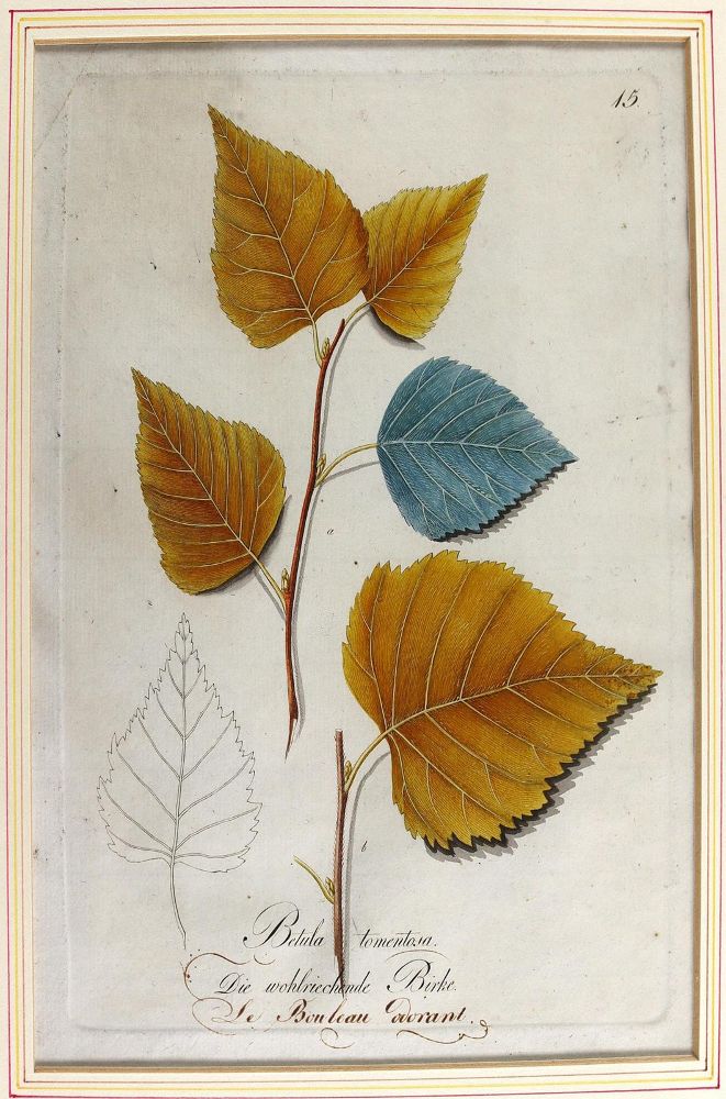 Große Abbildung Nr.9: 124-2452 Sammlung: (Varia, Botanik)