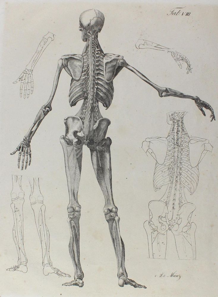 Große Abbildung Nr.2: 124-2508 Anatomie.: (Varia, Medizin)