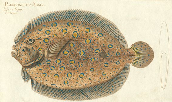 Große Abbildung Nr.1: 124-2584 Bloch, Marcus Elieser: (Varia, Zoologie, Fische)