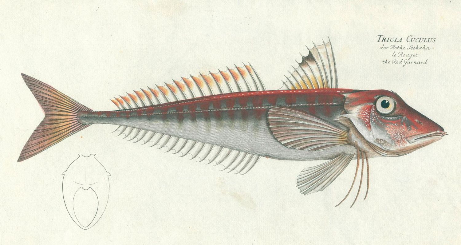 Große Abbildung Nr.2: 124-2584 Bloch, Marcus Elieser: (Varia, Zoologie, Fische)