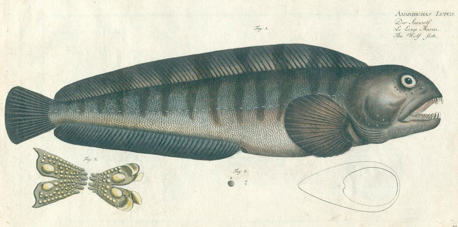 Große Abbildung Nr.3: 124-2584 Bloch, Marcus Elieser: (Varia, Zoologie, Fische)