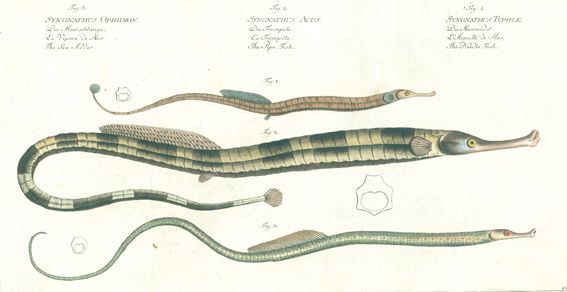 Große Abbildung Nr.11: 124-2585 Bloch, Marcus Elieser: (Varia, Zoologie, Fische)