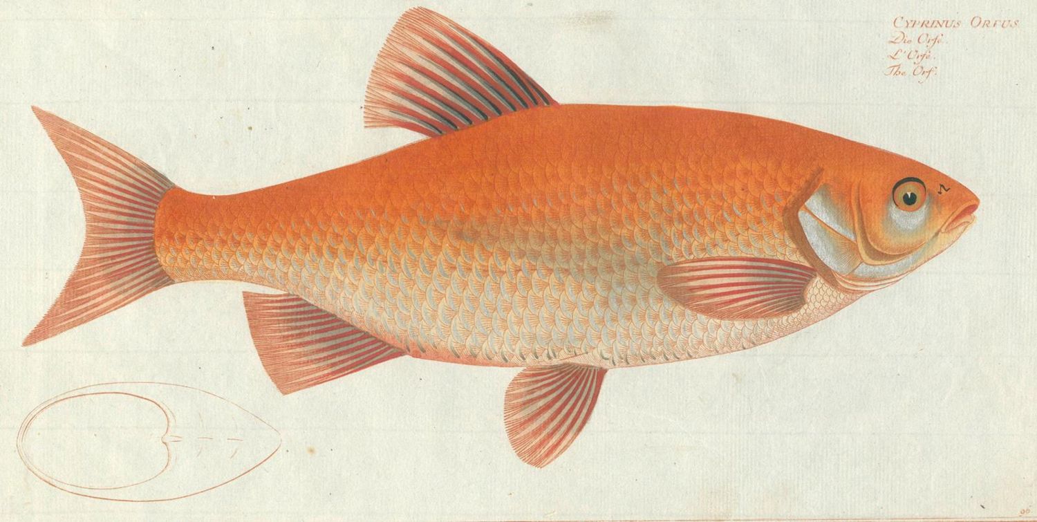 Große Abbildung Nr.2: 124-2585 Bloch, Marcus Elieser: (Varia, Zoologie, Fische)