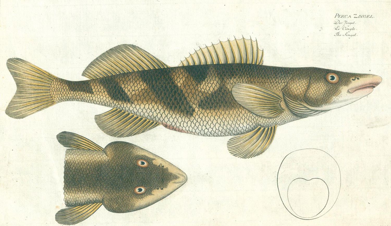 Große Abbildung Nr.3: 124-2585 Bloch, Marcus Elieser: (Varia, Zoologie, Fische)