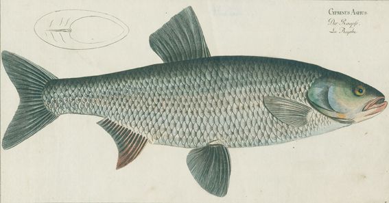 Große Abbildung Nr.1: 124-2586 Bloch, Marcus Elieser: (Varia, Zoologie, Fische)
