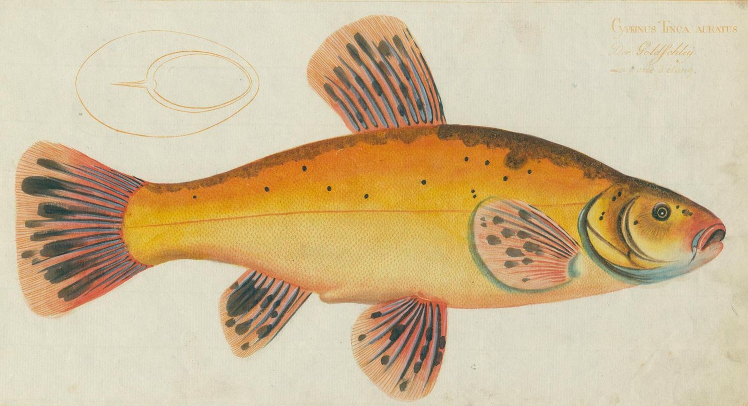 Große Abbildung Nr.2: 124-2586 Bloch, Marcus Elieser: (Varia, Zoologie, Fische)