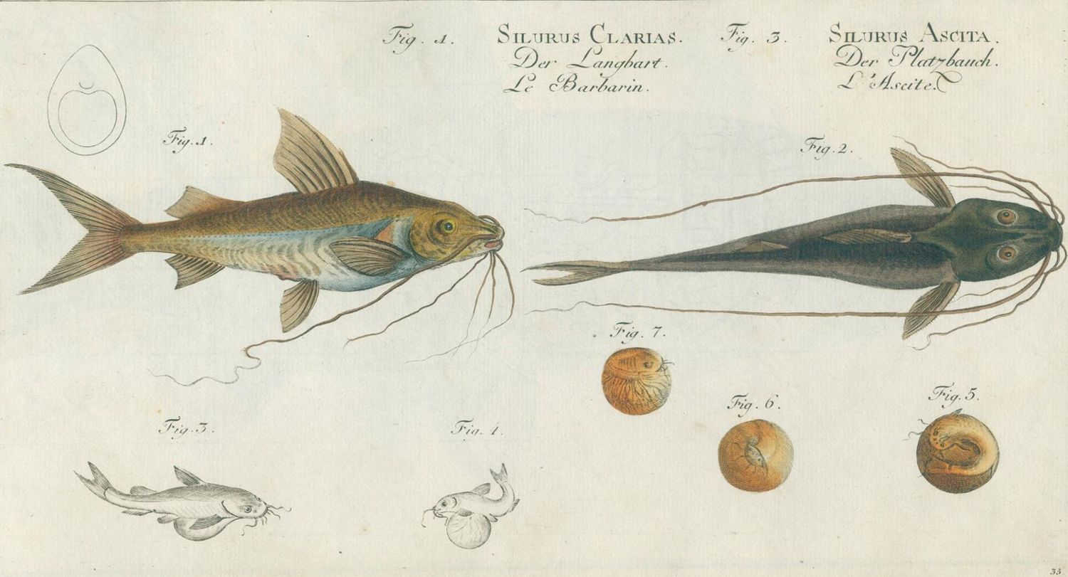 Große Abbildung Nr.3: 124-2586 Bloch, Marcus Elieser: (Varia, Zoologie, Fische)