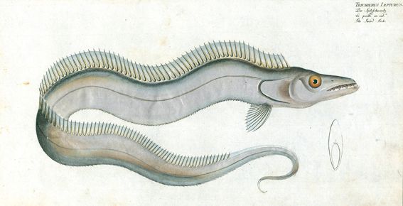 Große Abbildung Nr.1: 124-2587 Bloch, Marcus Elieser: (Varia, Zoologie, Fische)