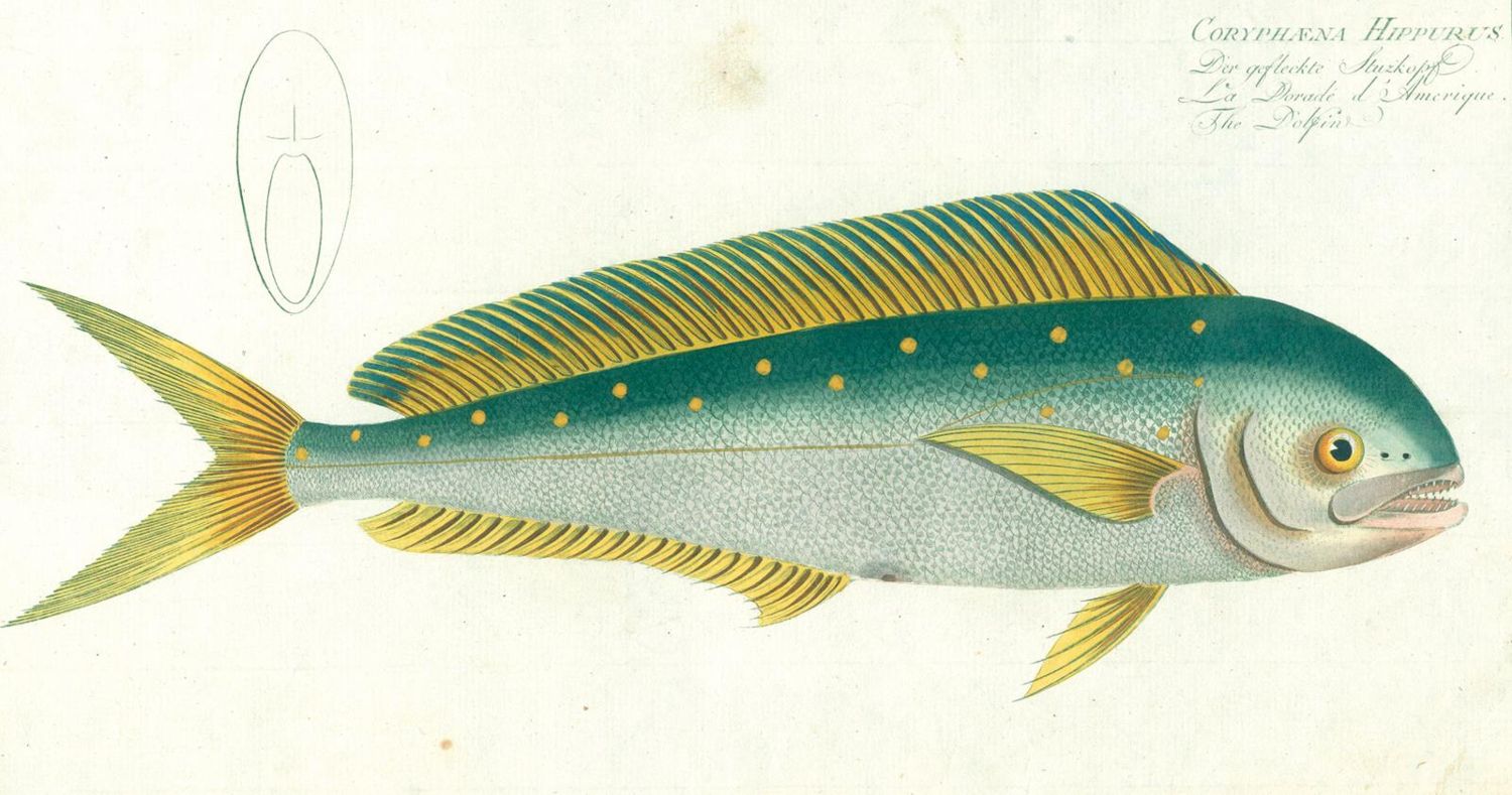 Große Abbildung Nr.3: 124-2587 Bloch, Marcus Elieser: (Varia, Zoologie, Fische)