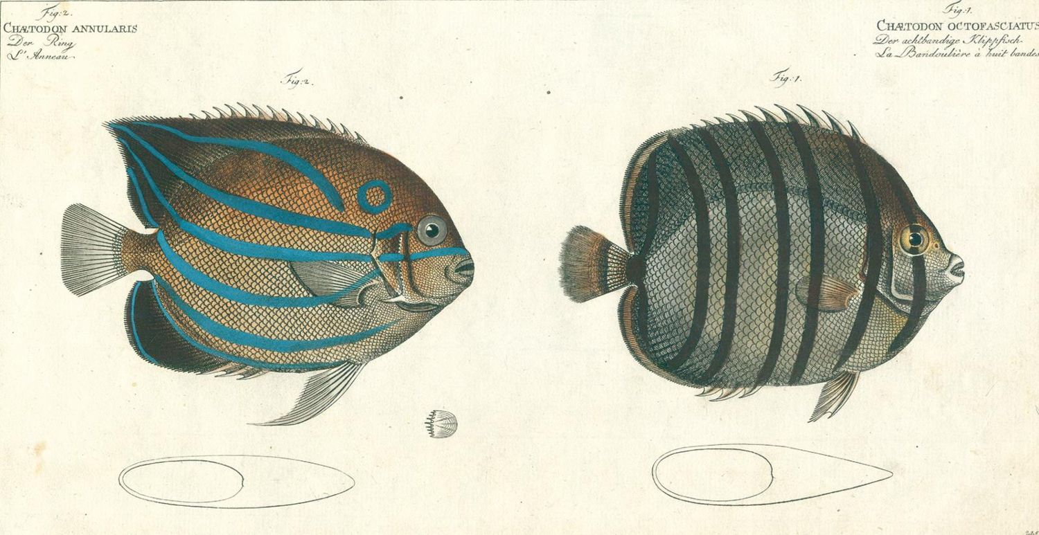Große Abbildung Nr.3: 124-2588 Bloch, Marcus Elieser: (Varia, Zoologie, Fische)