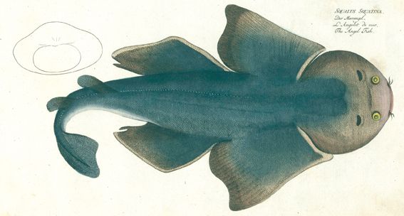 Große Abbildung Nr.1: 124-2589 Bloch, Marcus Elieser: (Varia, Zoologie, Fische)
