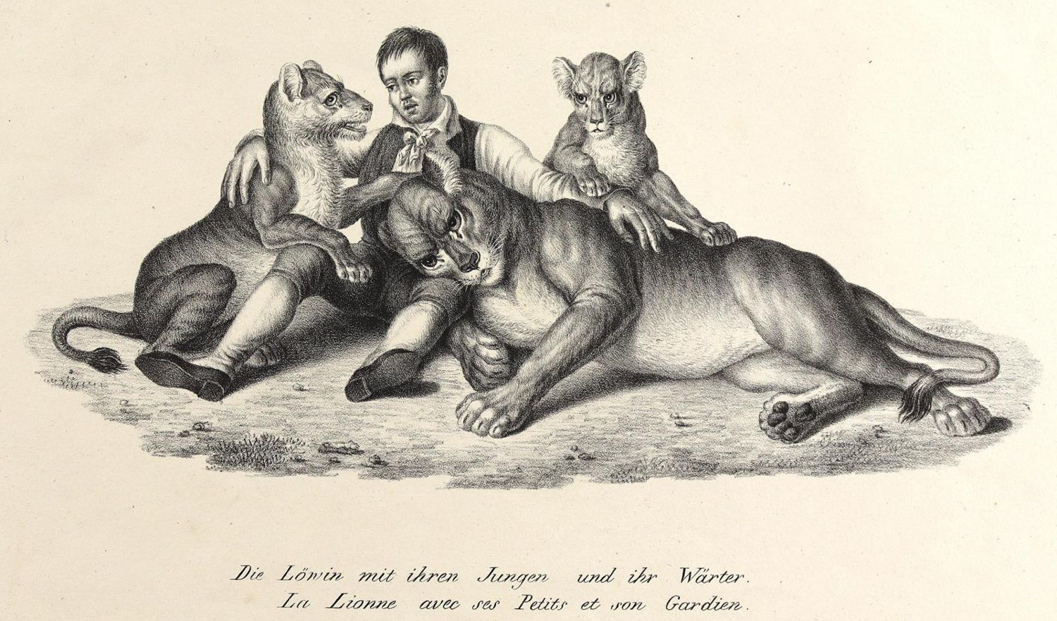 Große Abbildung Nr.3: 124-2590 Konvolut: (Varia, Zoologie)